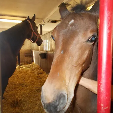 Meteor Guest house 3*